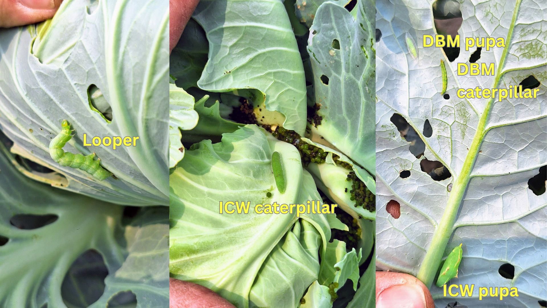 Cabbage worm montage.png